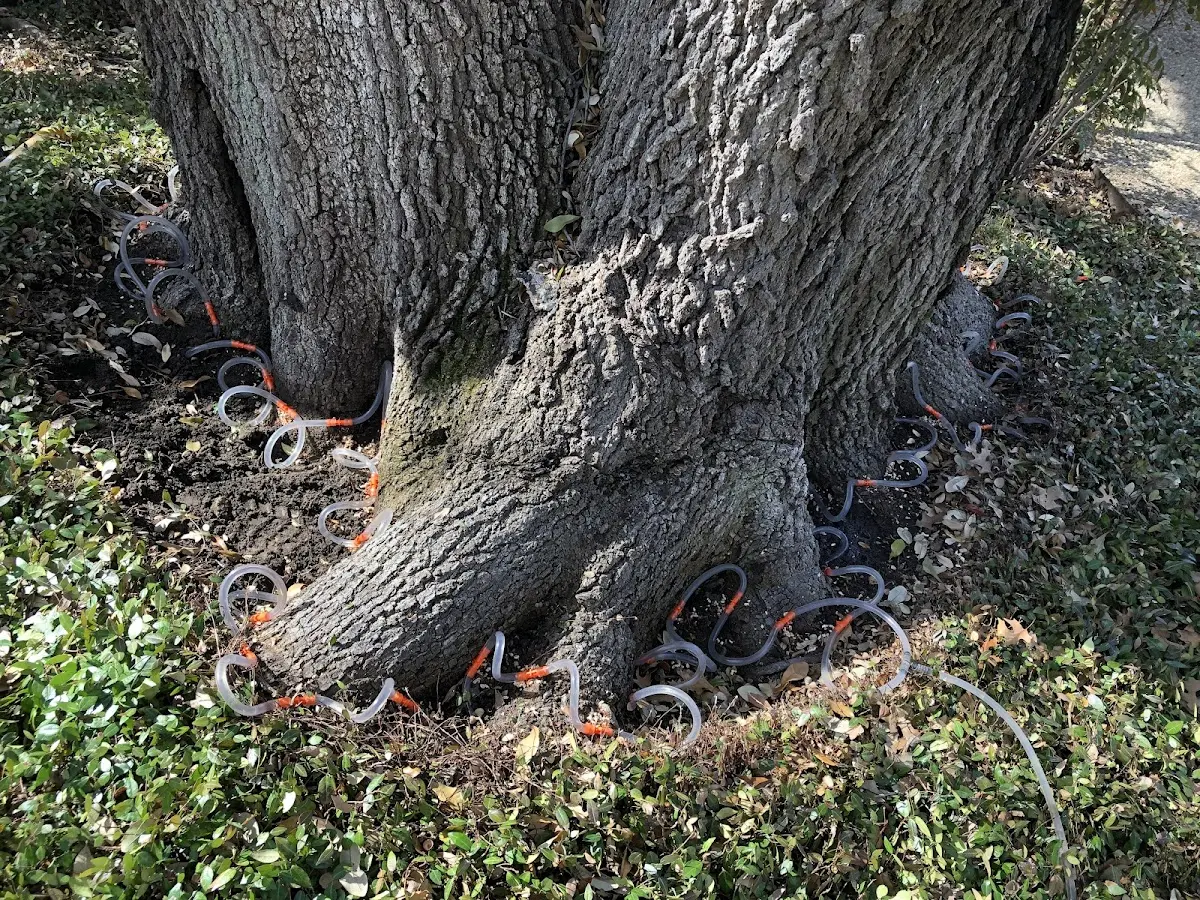Detailed Tree Cabling and Bracing job site in Chewalla