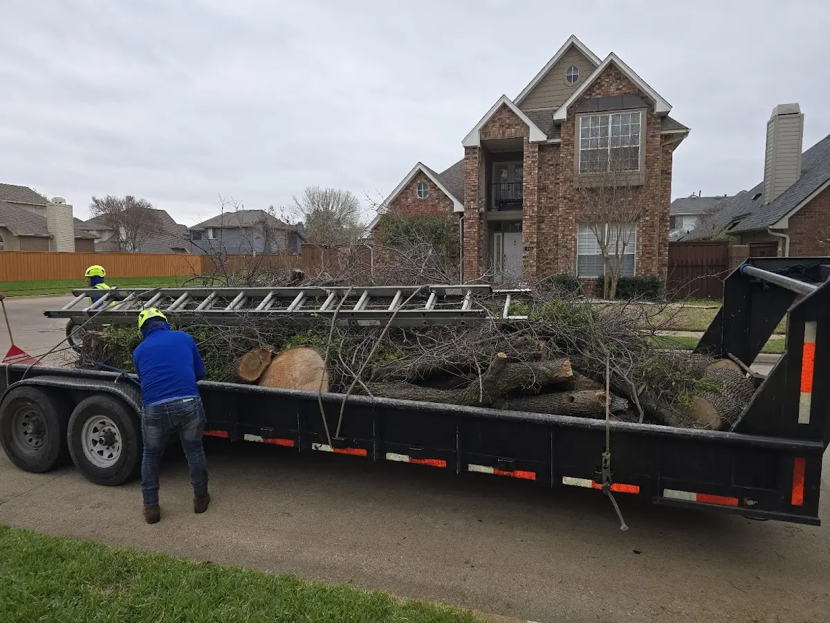 Expert Tree Fertilization with proper safety equipment in Chewalla